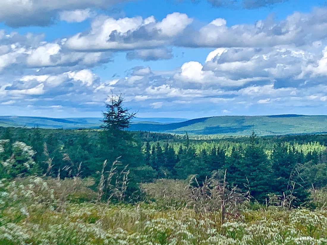 Collecting Moss and Creating Treasures: A Journey Inspired by Nature