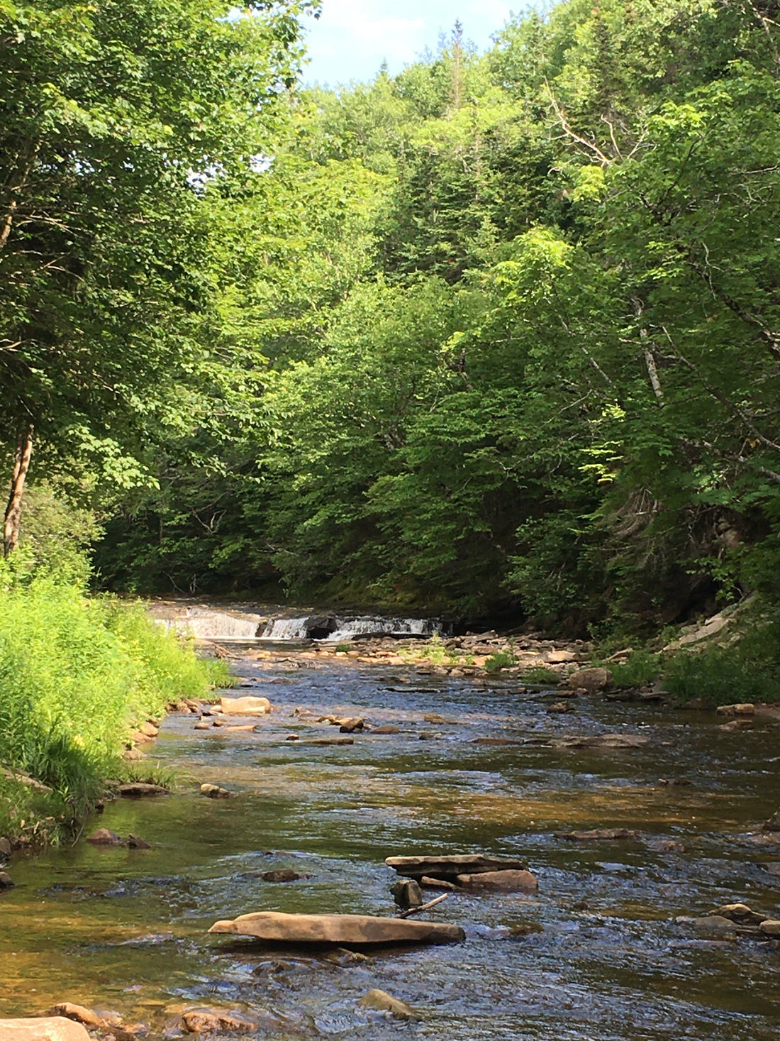 Finding Calm in Nature: A Moment to Reset