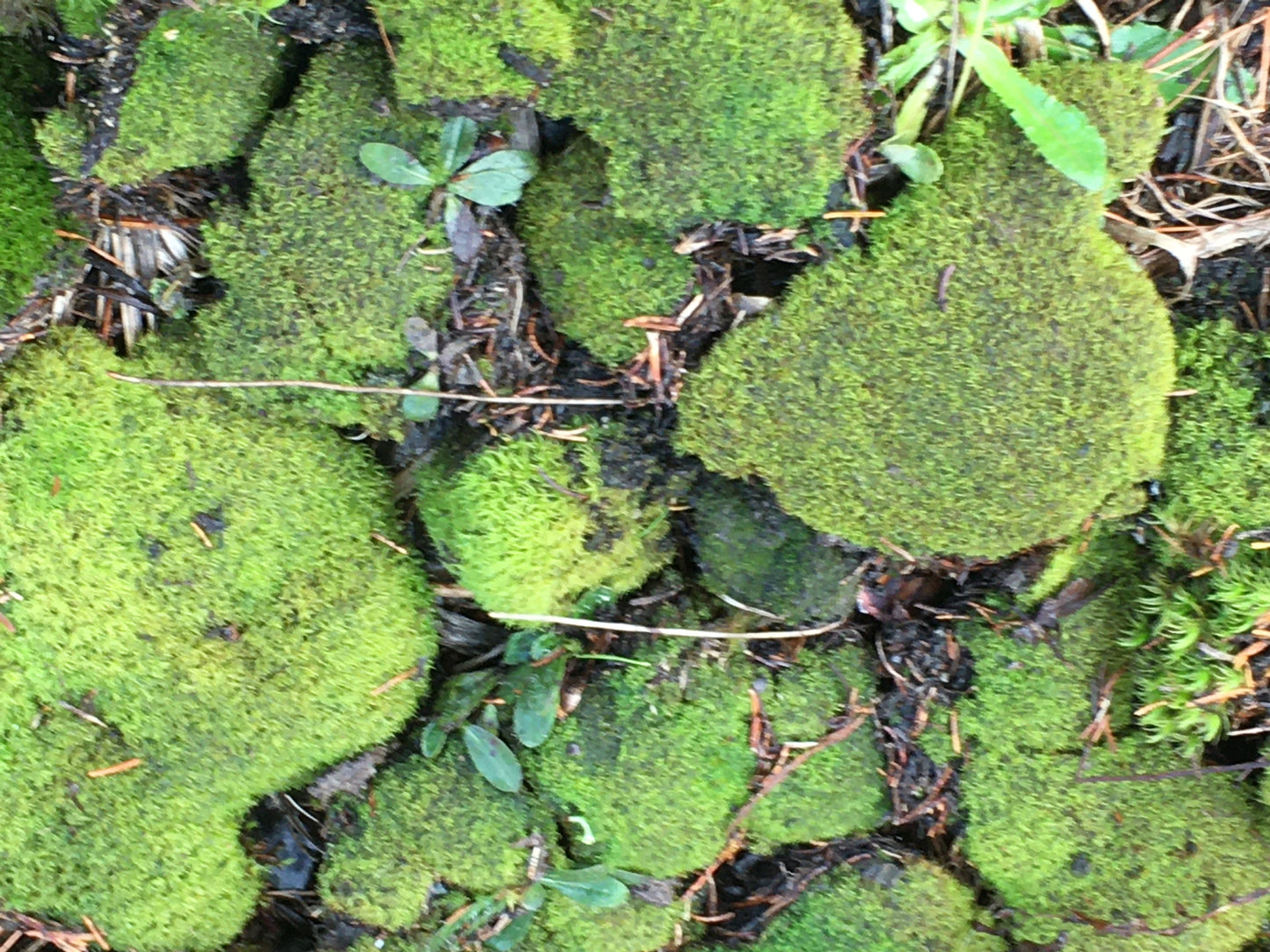 Terrarium moss, Live moss and lichen for your terrarium creation. Fresh, organic mix of moss and lichen