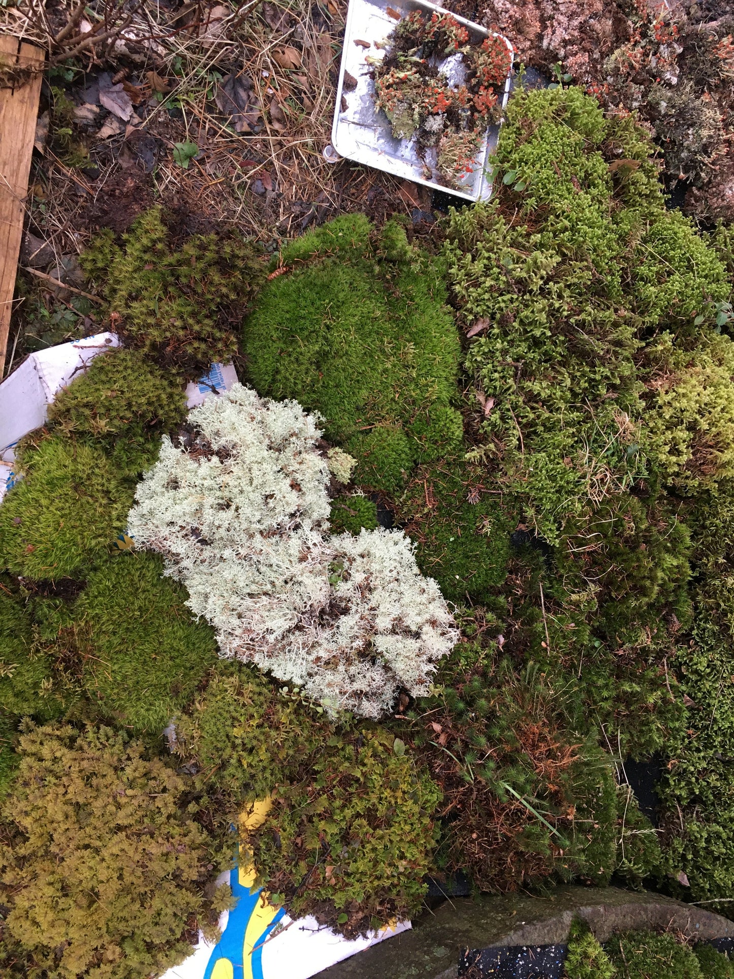 Looking to create your own terrarium? this selection of fresh moss and lichen will give you an excellent variety of organic, fresh moss.