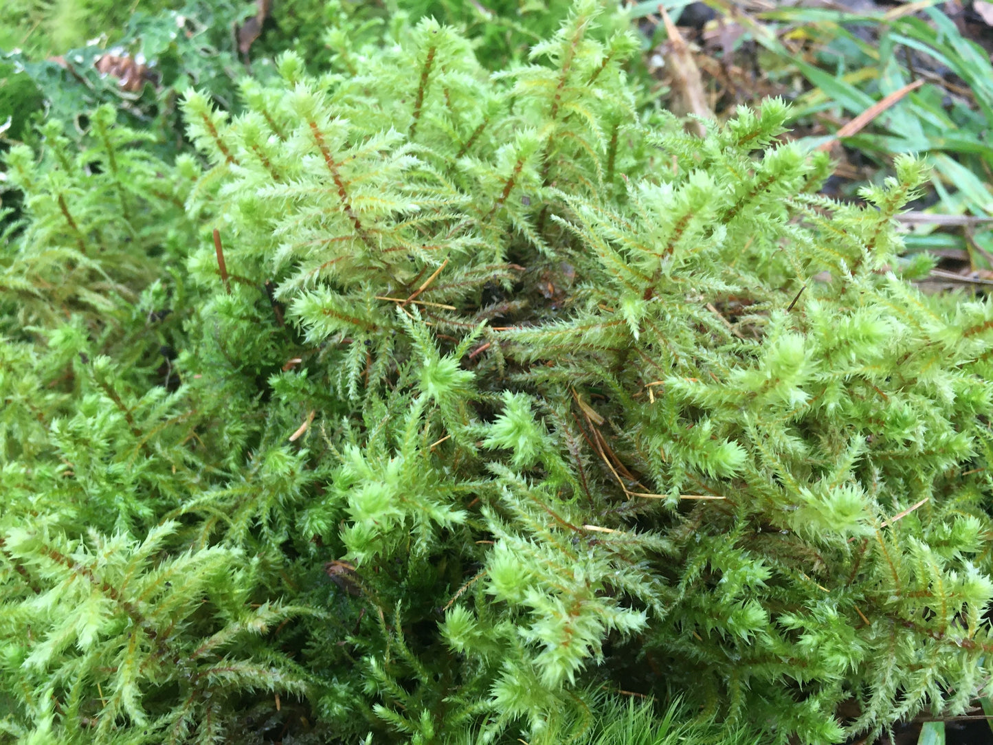 Looking to create your own terrarium? this selection of fresh moss and lichen will give you an excellent variety of organic, fresh moss.