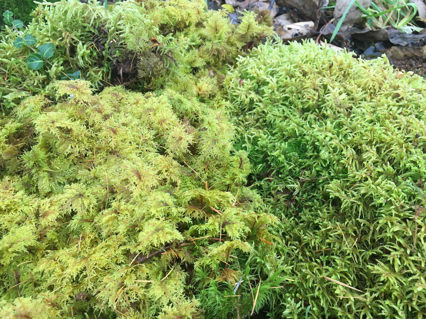 Looking to create your own terrarium? this selection of fresh moss and lichen will give you an excellent variety of organic, fresh moss.