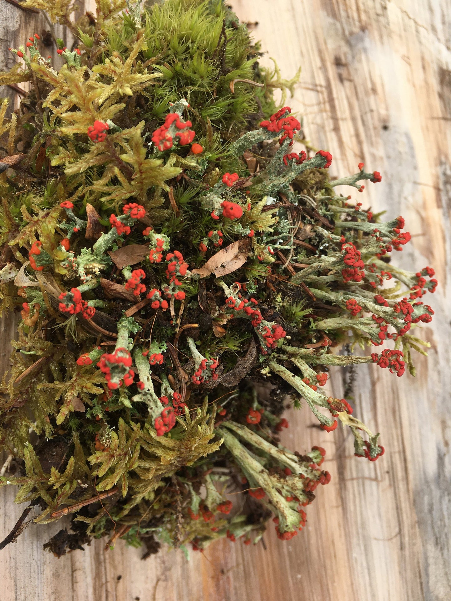 Terrarium moss, Live moss and lichen for your terrarium creation. Fresh, organic mix of moss and lichen