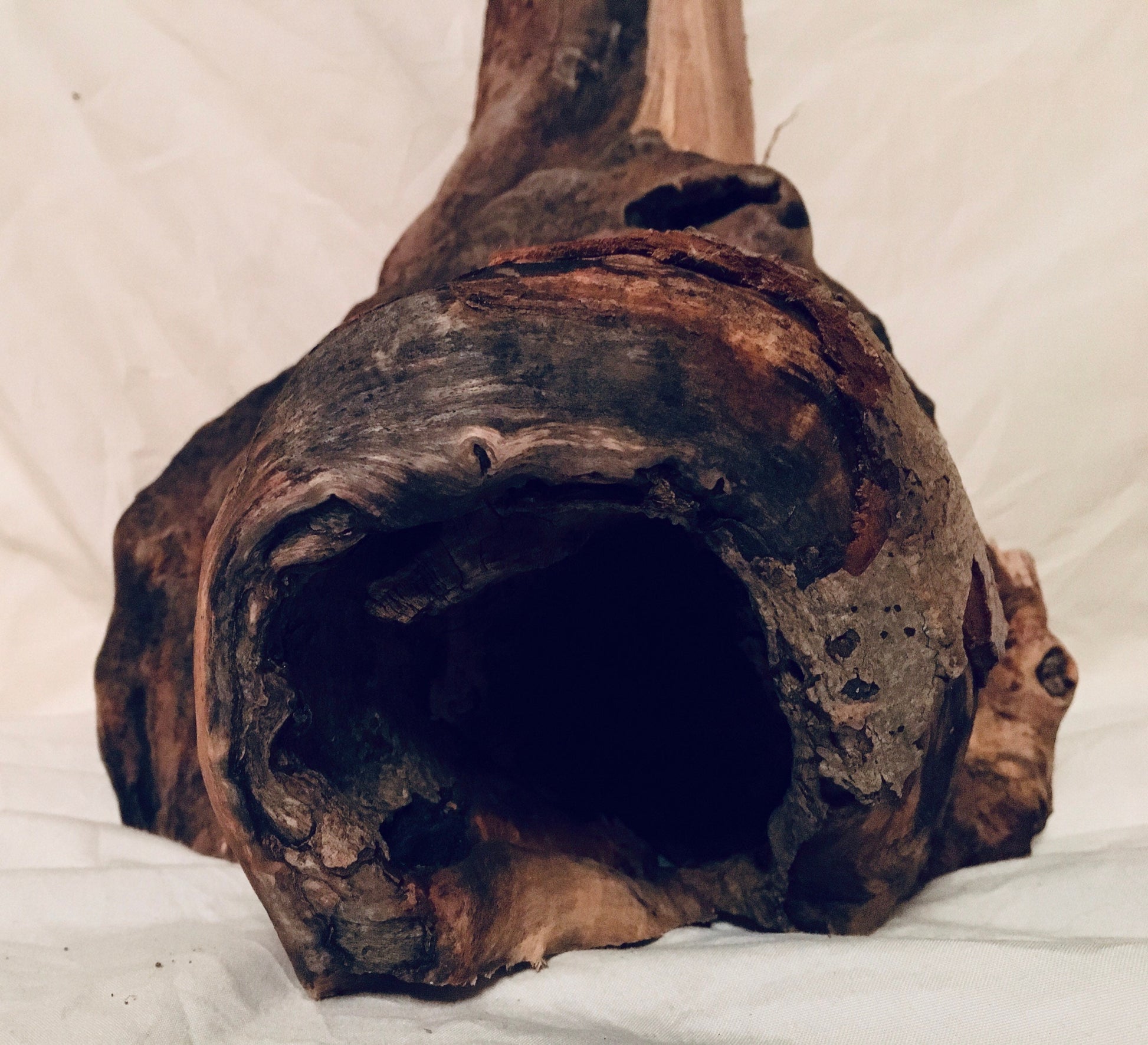 Front view of forest log