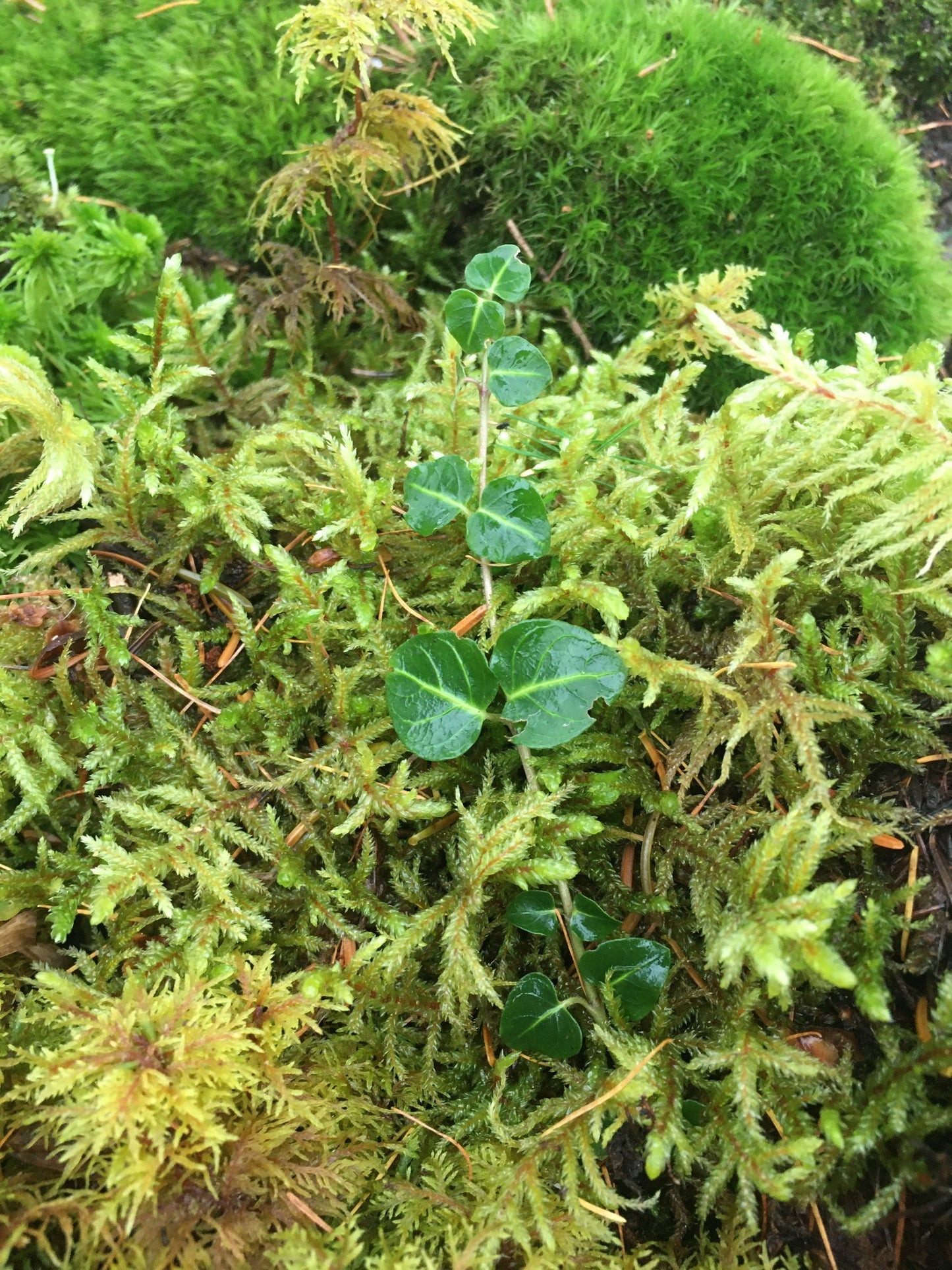 Terrarium moss, mixed moss & lichen, terrarium supplies, organic moss, lichen, vivarium supplies, moss art, moss decor, wall decor